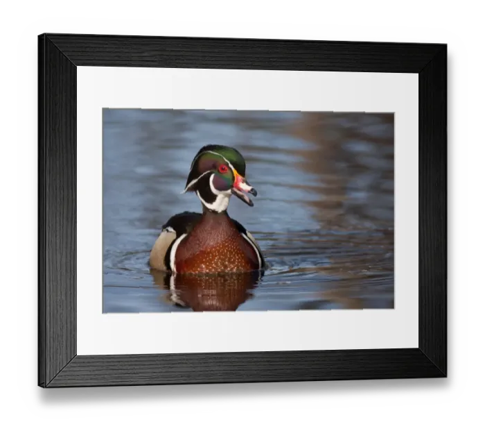 Framed Print : Wood duck Framed Print : Wood duck