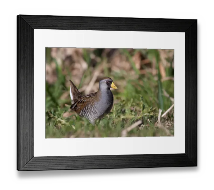 Framed Print : Sora Framed Print : Sora