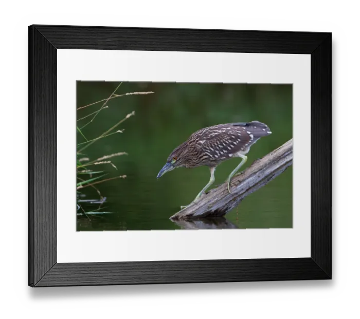 Framed Print : Black, crowned night heron Framed Print : Black, crowned night heron