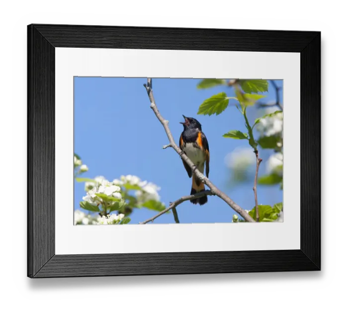 Framed Print : Redstart singing Framed Print : Redstart singing
