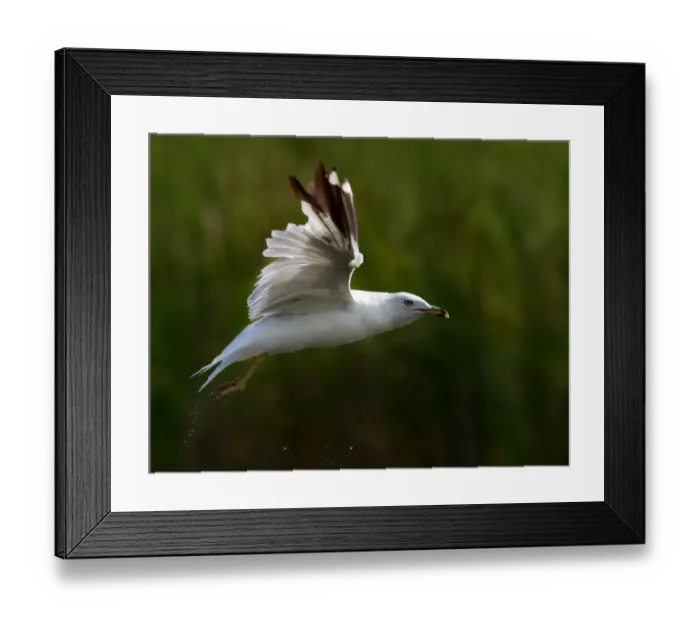 Framed Print : Ring-billed seagull Framed Print : Ring-billed seagull
