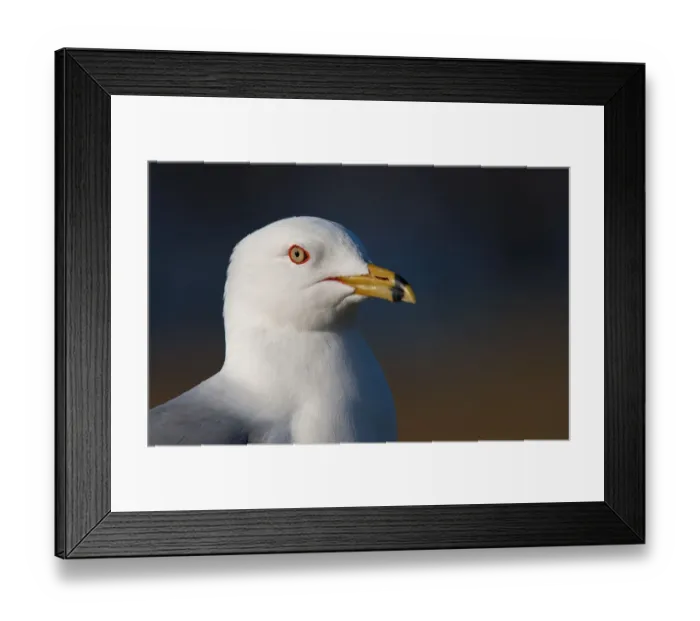 Framed Print : Ring-billed gull Framed Print : Ring-billed gull