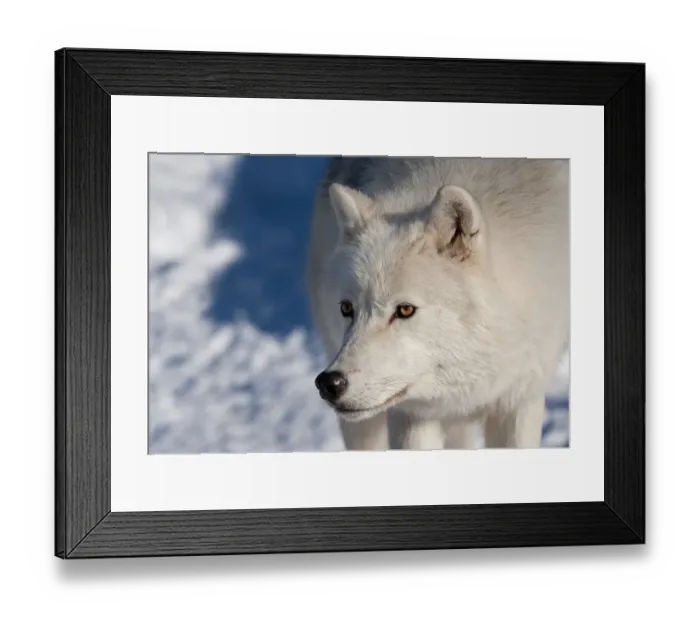 Framed Print : Arctic wolf in winter Framed Print : Arctic wolf in winter