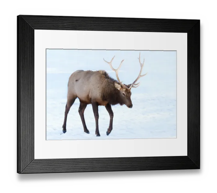 Framed Print : Elk in winter Framed Print : Elk in winter