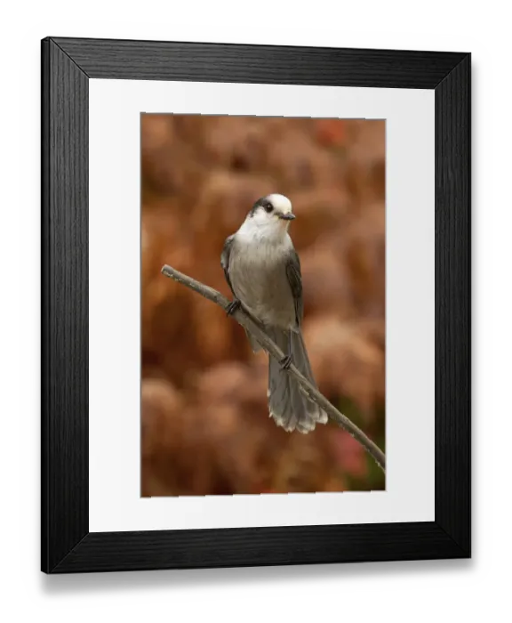 Framed Print : Gray jay Framed Print : Gray jay