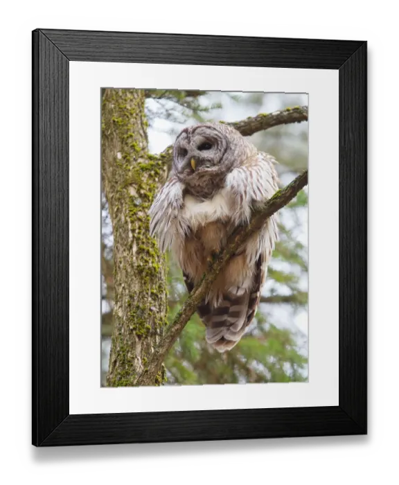 Framed Print : Barred owl perched in tree Framed Print : Barred owl perched in tree