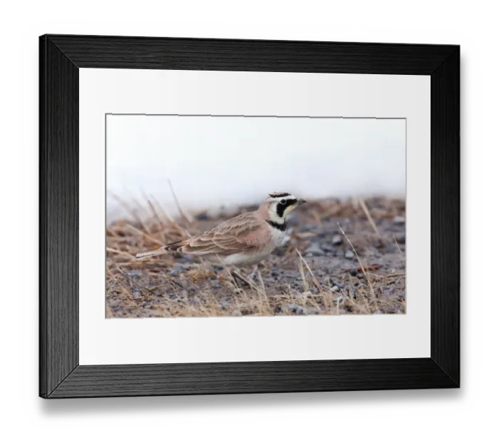 Framed Print : Horned Lark in winter Framed Print : Horned Lark in winter