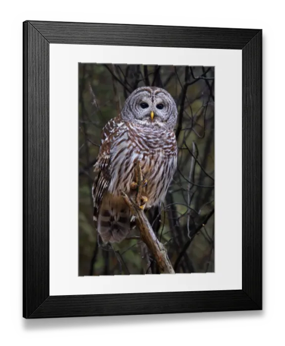 Framed Print : Barred Owl Framed Print : Barred Owl