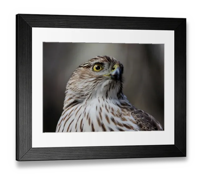 Framed Print : Coopers hawk Framed Print : Coopers hawk