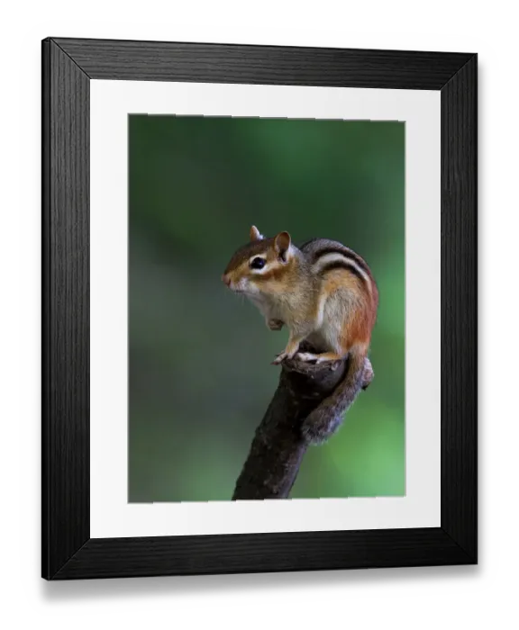 Framed Print : Chipmunk on perch Framed Print : Chipmunk on perch