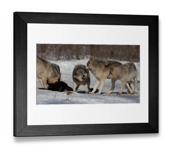 Framed Print : Timber wolves feeding Framed Print : Timber wolves feeding