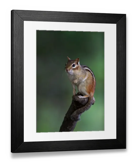Framed Print : Chipmunk on perch Framed Print : Chipmunk on perch