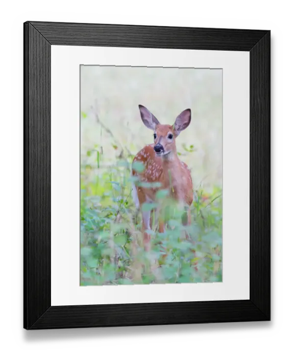Framed Print : White-tailed deer fawn Framed Print : White-tailed deer fawn
