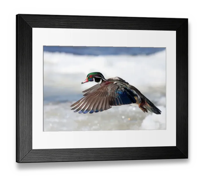 Framed Print : Wood duck takes flight Framed Print : Wood duck takes flight