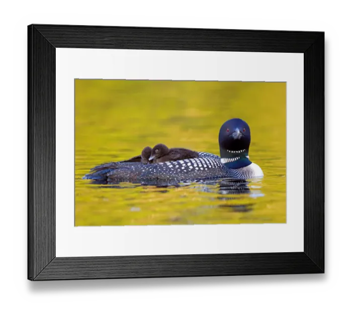 Framed Print : Common loon with two chicks Framed Print : Common loon with two chicks