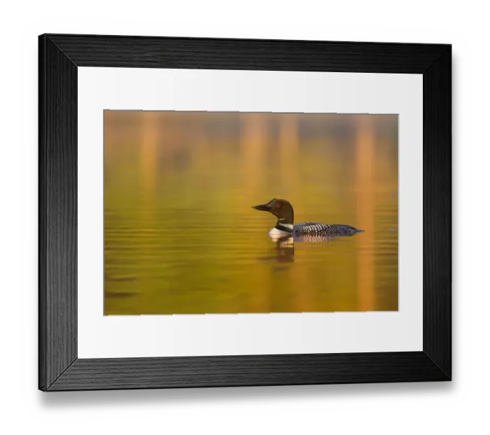 Framed Print : Common loon in morning Framed Print : Common loon in morning