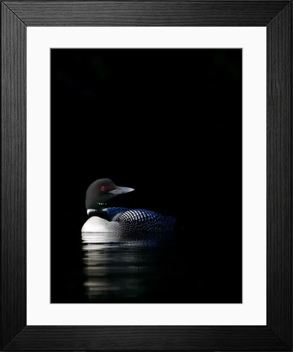 Framed Print : Common loon in shadows Framed Print : Common loon in shadows