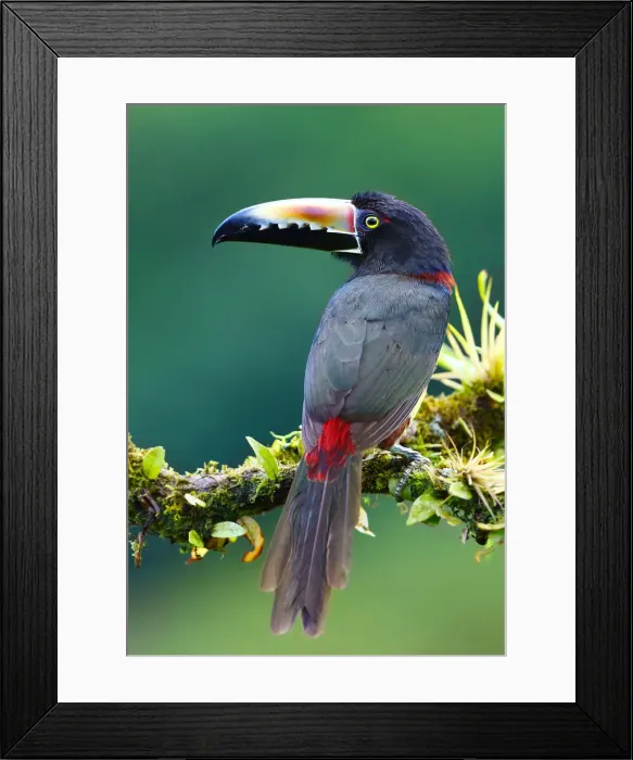 Framed Print : Collared Aracari on branch Framed Print : Collared Aracari on branch