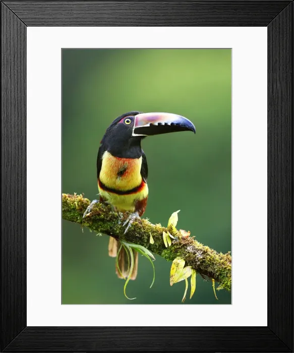 Framed Print : Collared Aracari perched