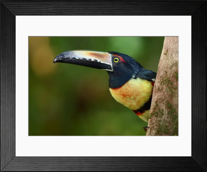 Framed Print : Collared Aracari perched Framed Print : Collared Aracari perched