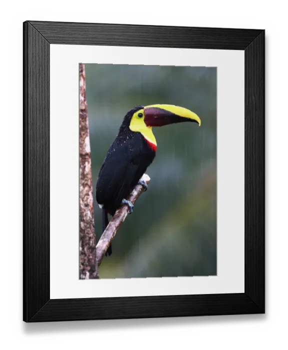 Framed Print : Black-mandibled toucan in the rain Framed Print : Black-mandibled toucan in the rain