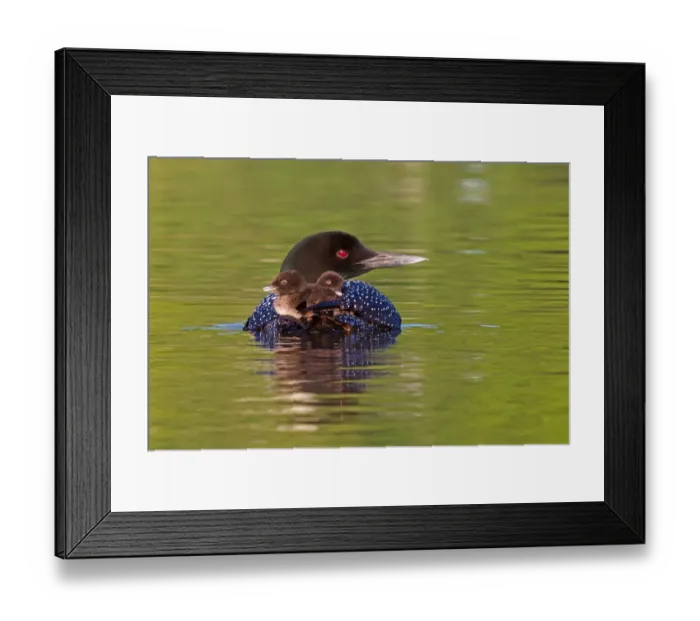 Framed Print : Common loon with chicks Framed Print : Common loon with chicks