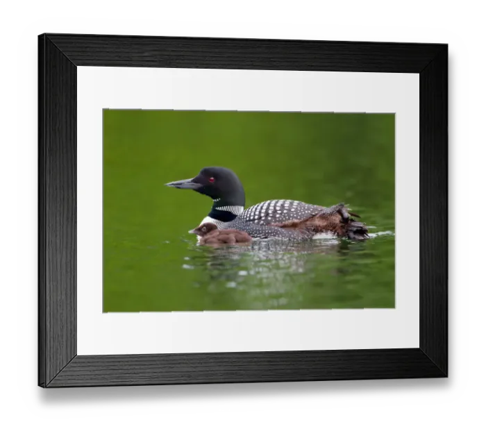 Framed Print : Common loon with chick by her side Framed Print : Common loon with chick by her side