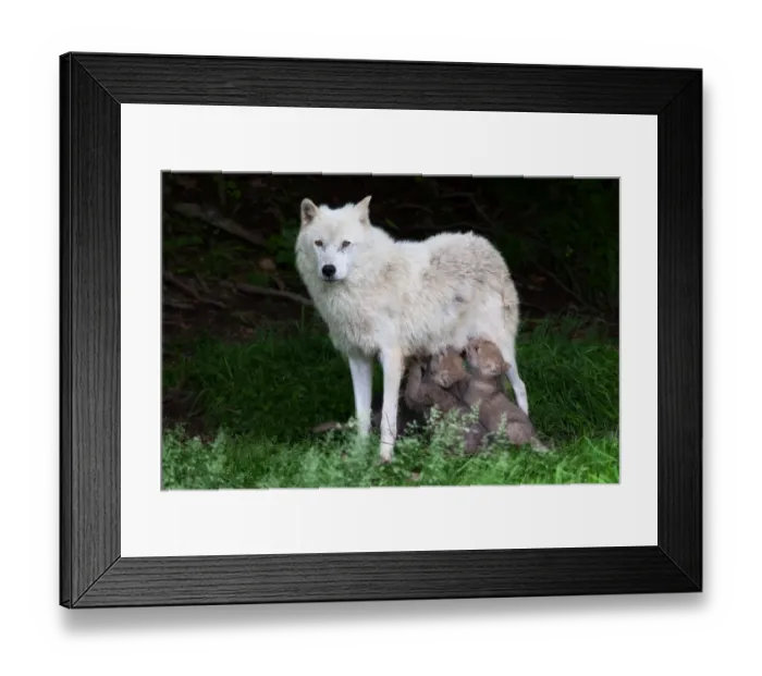 Framed Print : Arctic wolf pups feeding Framed Print : Arctic wolf pups feeding