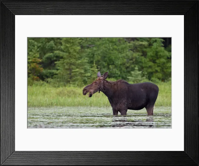 Framed Print : Cow moose in the marsh Framed Print : Cow moose in the marsh
