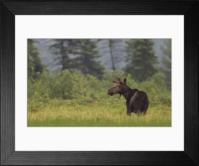 Framed Print : Moose in Algonquin Park Framed Print : Moose in Algonquin Park
