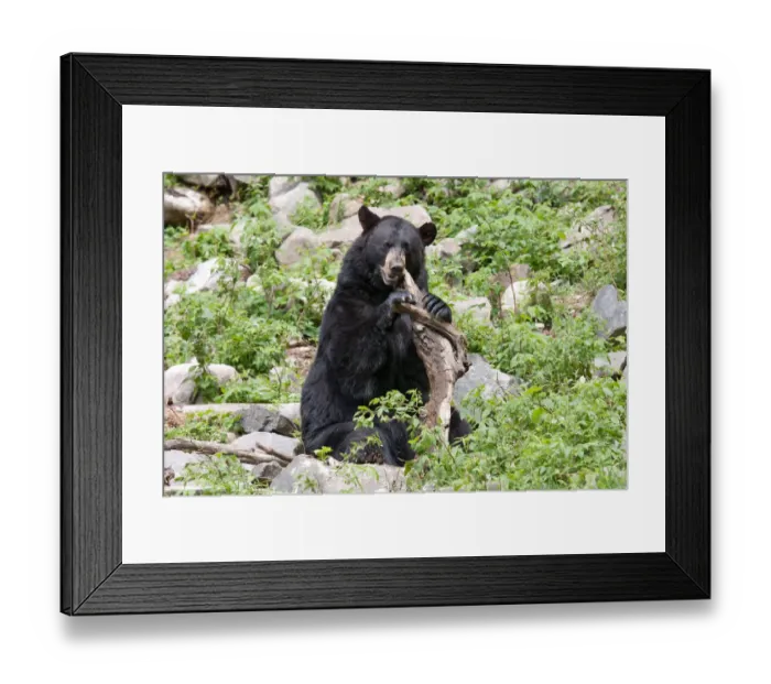 Framed Print : Black bear with tree stump