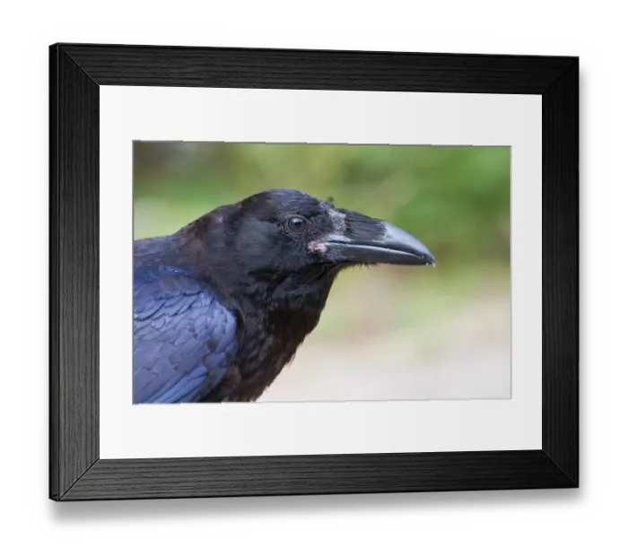 Framed Print : Raven closeup Framed Print : Raven closeup