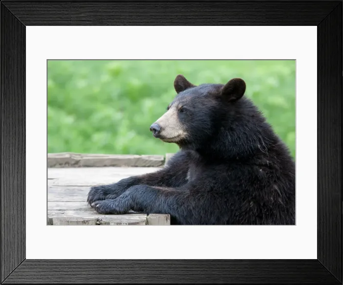 Framed Print : Black bear picnic Framed Print : Black bear picnic