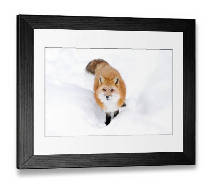 Framed Print : Red fox in snow Framed Print : Red fox in snow