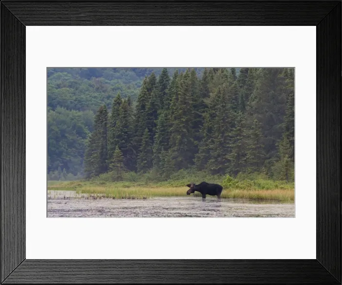 Framed Print : Bull moose in Algonquin Park marsh Framed Print : Bull moose in Algonquin Park marsh