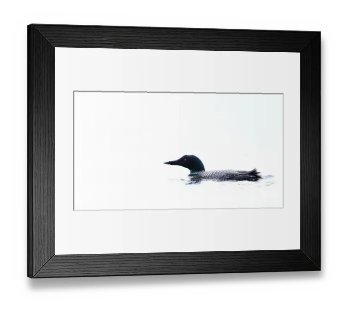 Framed Print : White water loon Framed Print : White water loon