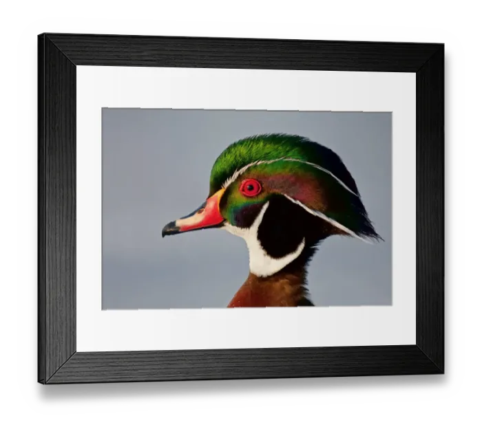 Framed Print : Colours of a Wood duck Framed Print : Colours of a Wood duck