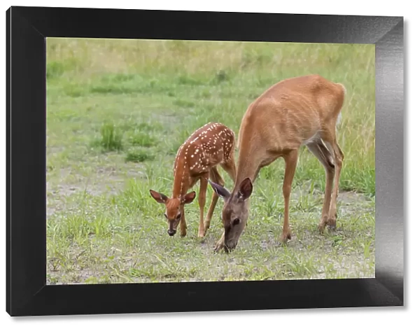 White-tailed deer doe and fawn