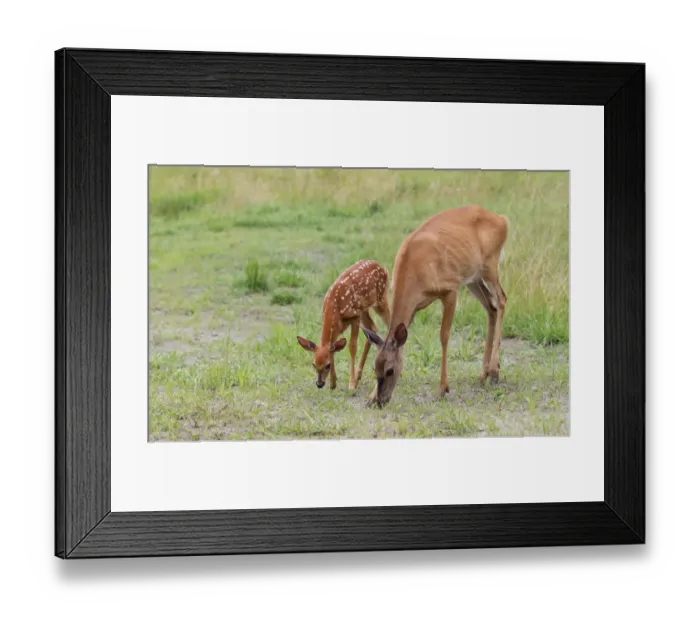 Framed Print : White-tailed deer doe and fawn Framed Print : White-tailed deer doe and fawn