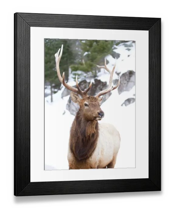Framed Print : Elk in winter Framed Print : Elk in winter