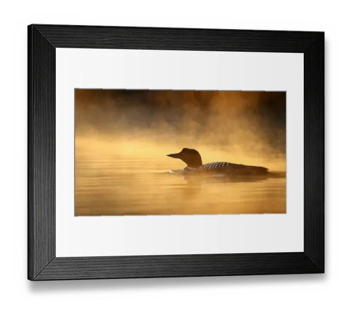 Framed Print : Common loon in the mist