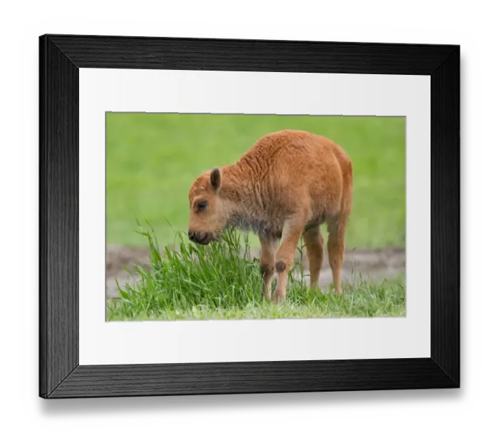 Framed Print : Buffalo calf Framed Print : Buffalo calf