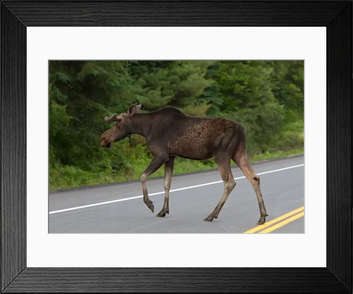 Framed Print : Bull moose crossing highway