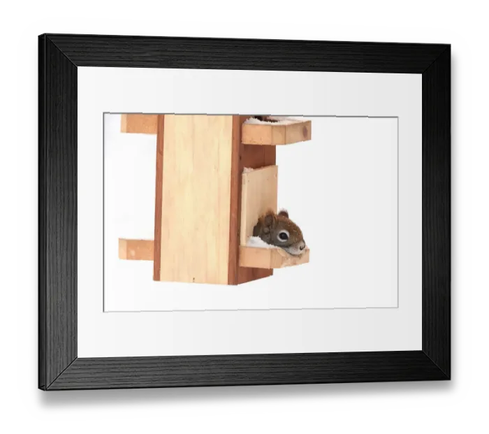 Framed Print : Red squirrel in bird feeder Framed Print : Red squirrel in bird feeder