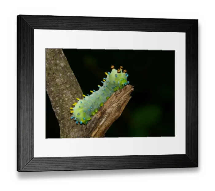 Framed Print : Hyalophora cecropia caterpillar Framed Print : Hyalophora cecropia caterpillar