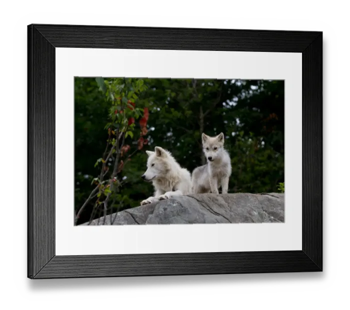 Framed Print : Arctic wolf and pup Framed Print : Arctic wolf and pup