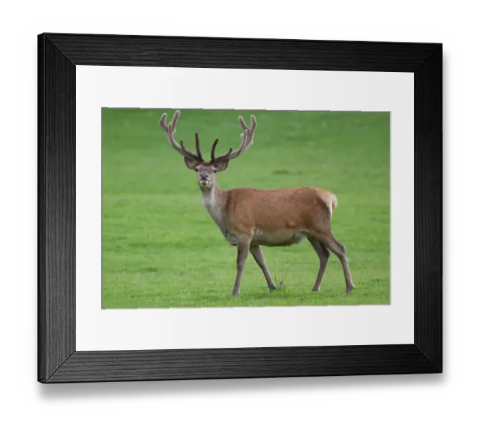 Framed Print : Elk in grassy field Framed Print : Elk in grassy field