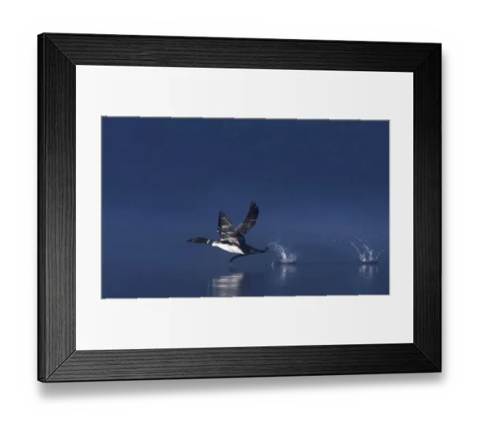 Framed Print : Common loon taking flight