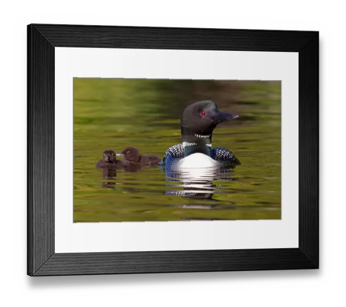Framed Print : Common loon with two chicks Framed Print : Common loon with two chicks