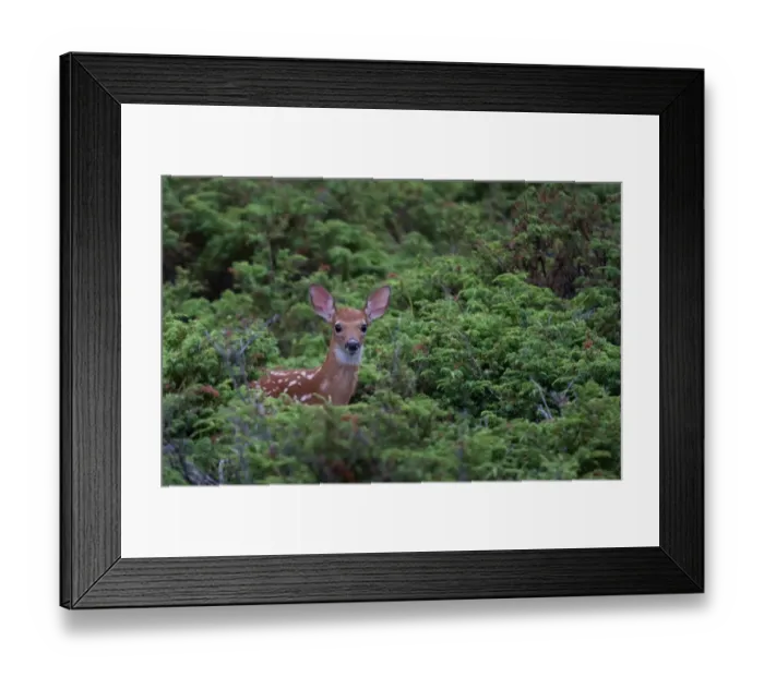 Framed Print : White-tailed deer fawn